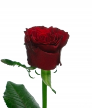 Изображение товара Троянда Престиж (Prestige) высота 50см